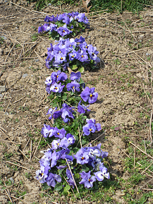 pansy mulched